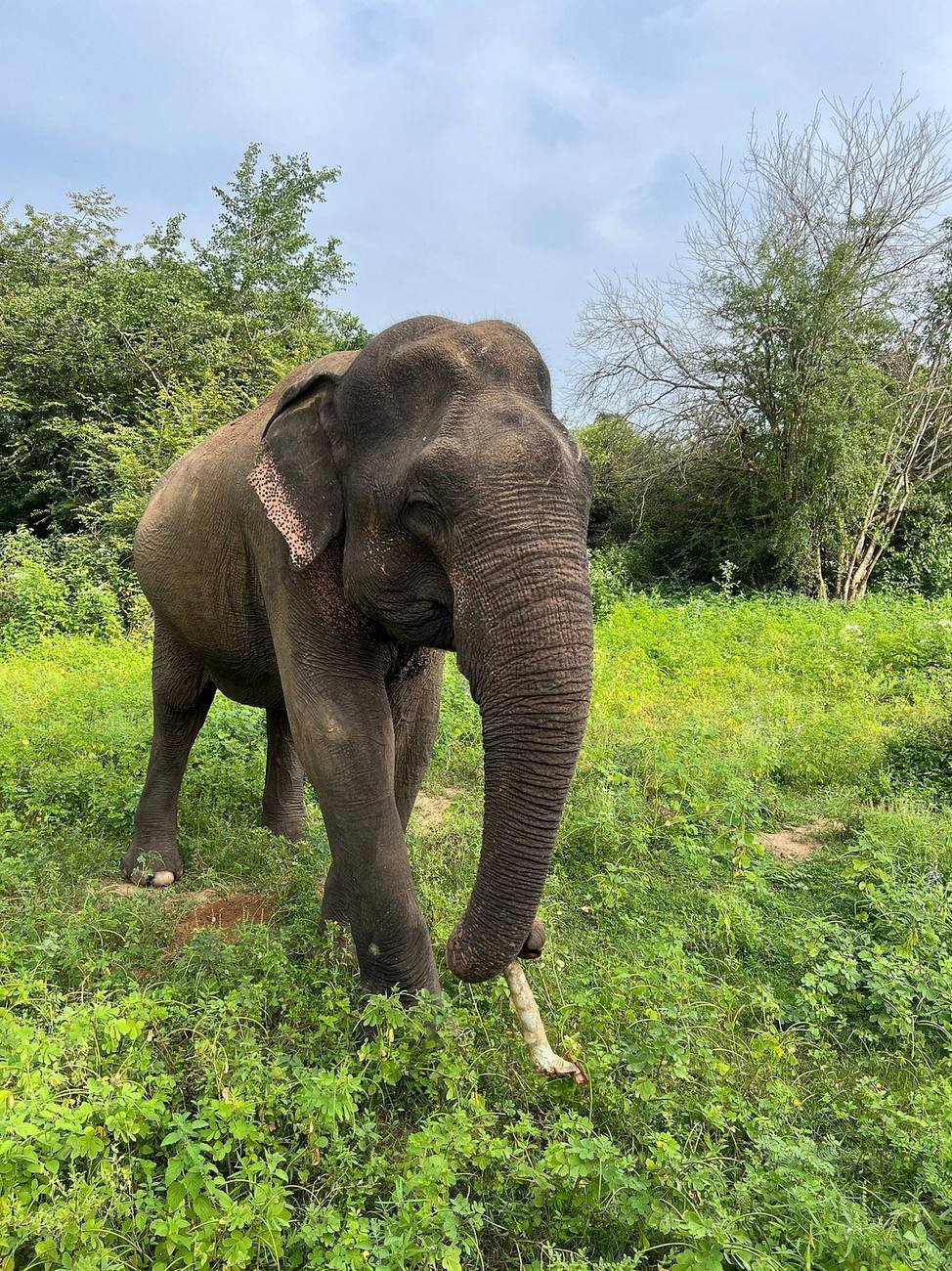 A wild elephant in a Sri Lankan national park